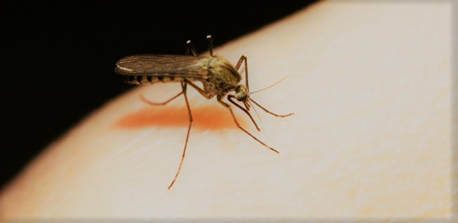 komar-owady-w-mieszkaniu