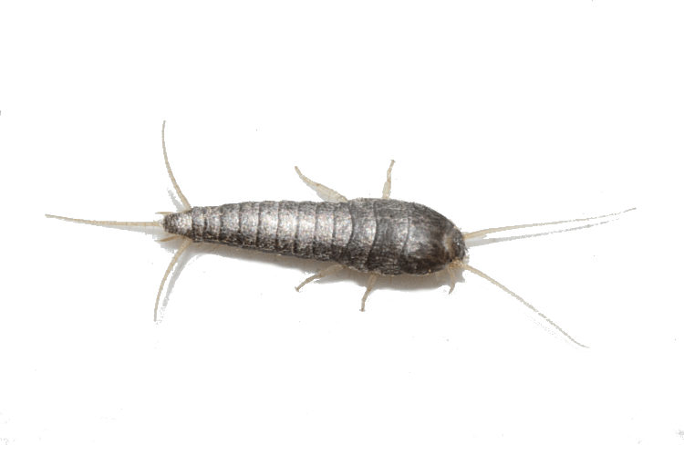 rybiki cukrowe
